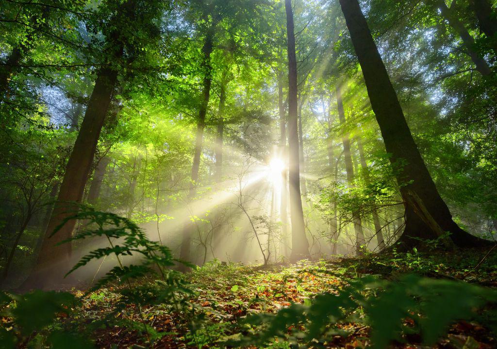 censo-mundial-de-especies-de-arboles-cuantas-hay-america-del-sur-amazonas-1643829239837_1024