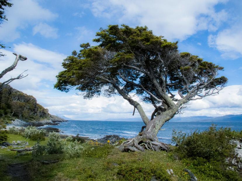 arbol