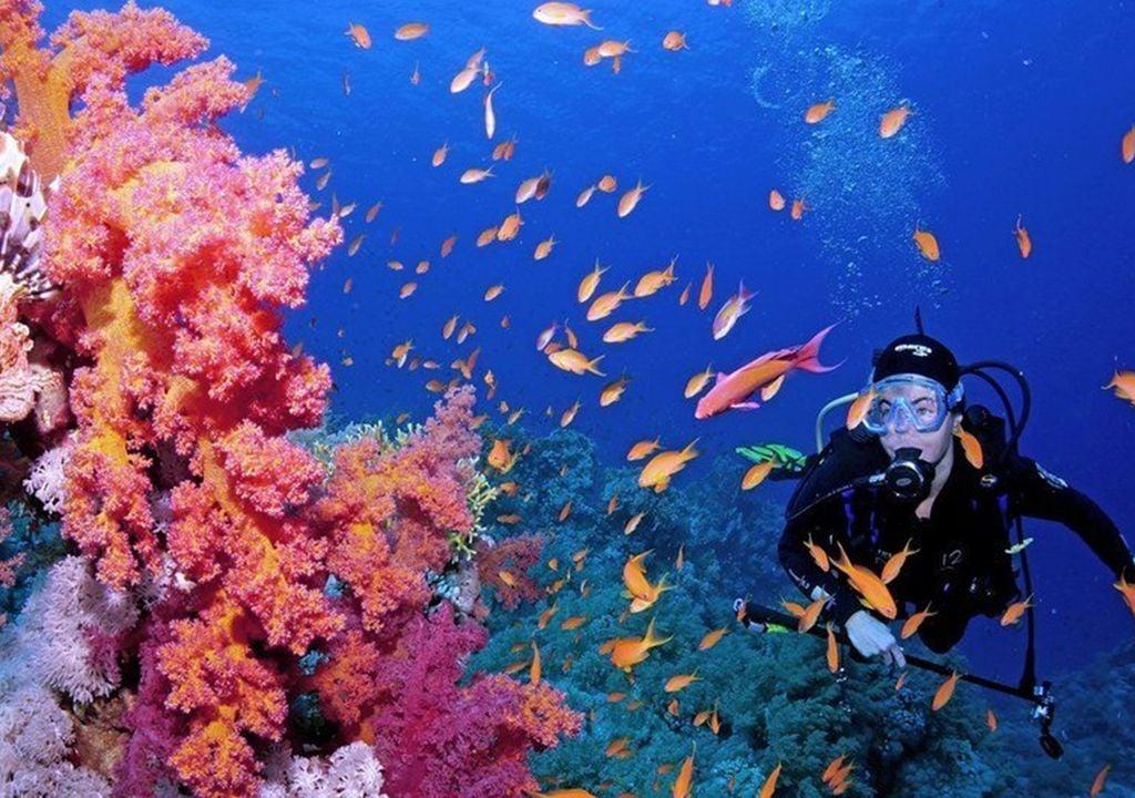 dia-mundial-arrecifes-de-coral-sobrevivir-humanidad-siglo-xxi-junio-calentamiento-oceanos-global-cambio-climatico-blanqueamiento-lema-1717206558634_1024