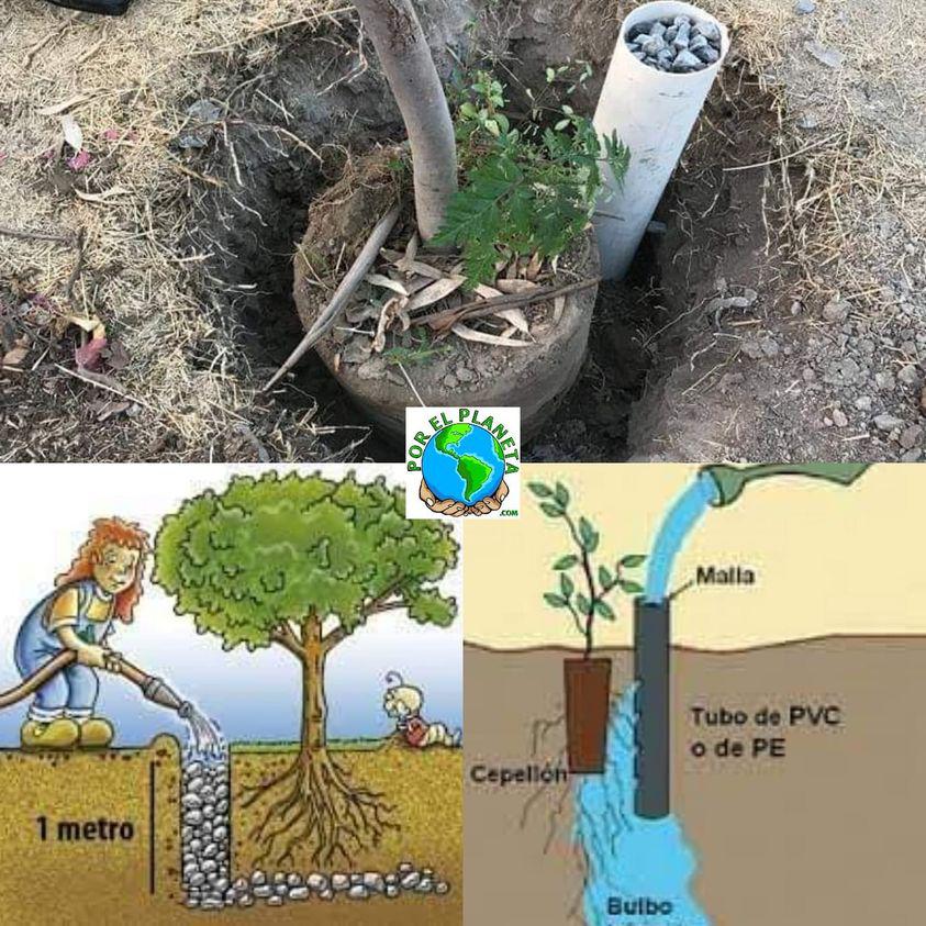 Vamos Amigos Vamos A Plantar Arboles En Sus Veredas