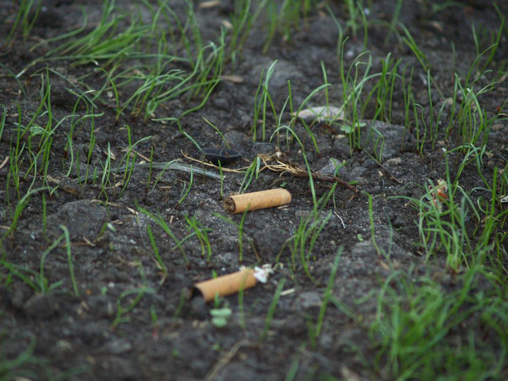 Colillas-de-cigarillos-plantas