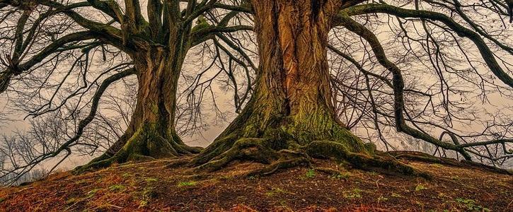 arboles