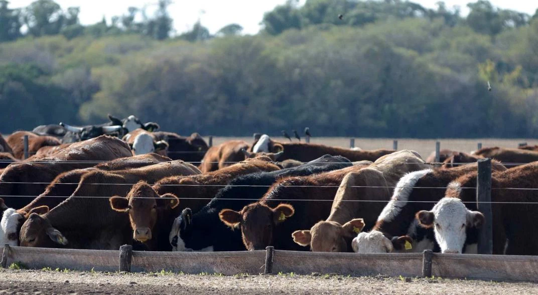 Vacas