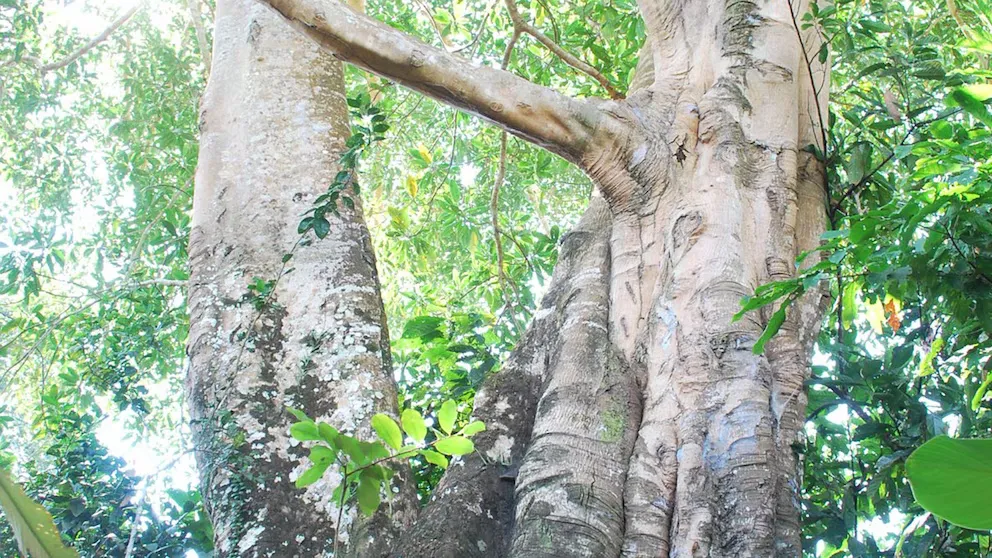 JDY5AIB3YJDFDAWWFWYLNXHXQE