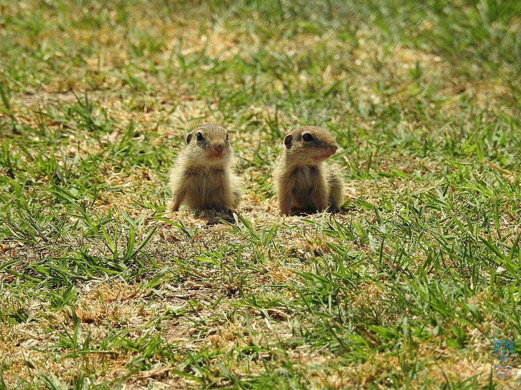 Fauna_-_Cheile_Dobrogei_3