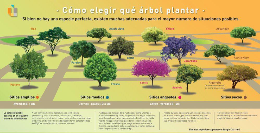 cómo-elegir-que-árbol-plantar