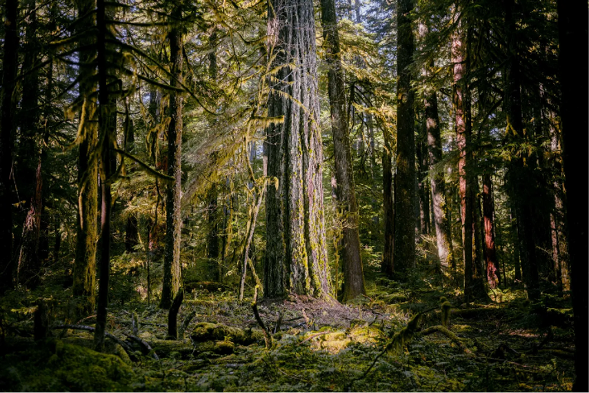Arbol/Bosque