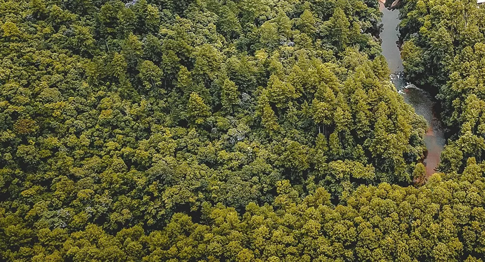 Bosque