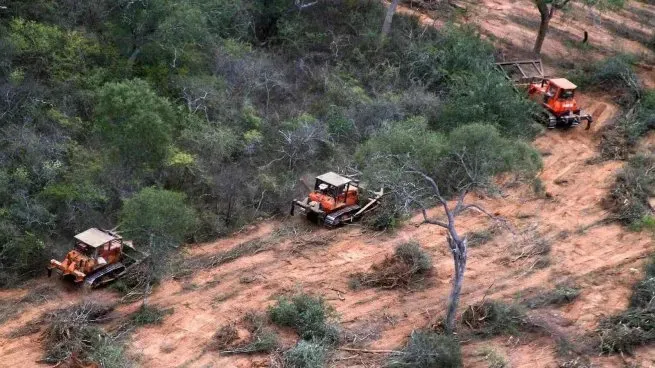 deforestacion-argentinajpg