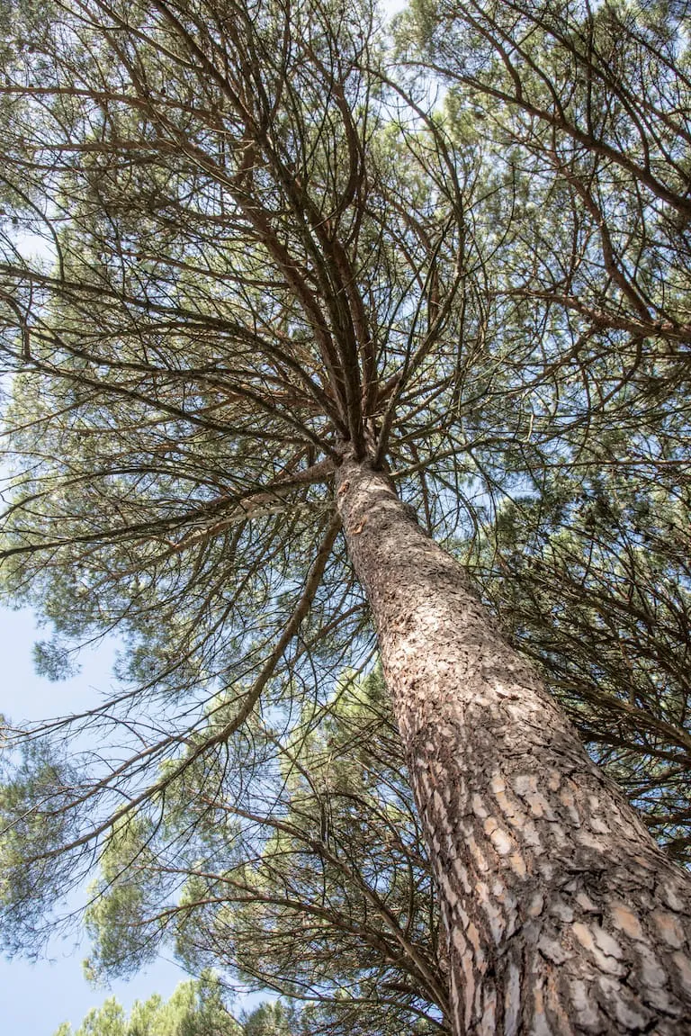 bajo-la-sombra-de-un-pinus-E5PMK3SDNRFY7IQHVOBGBDRHVQ