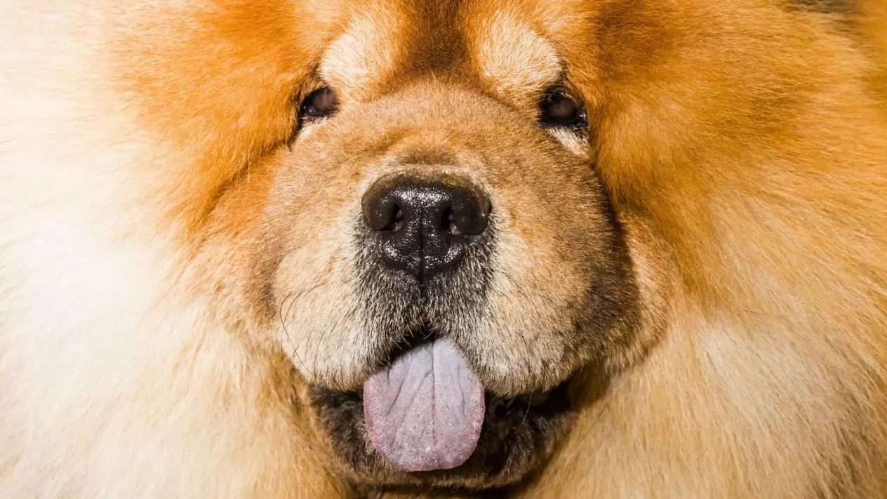 Perros