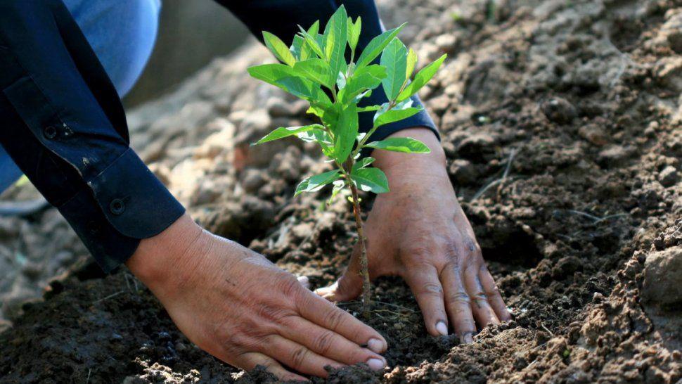 Plantar/Arboles