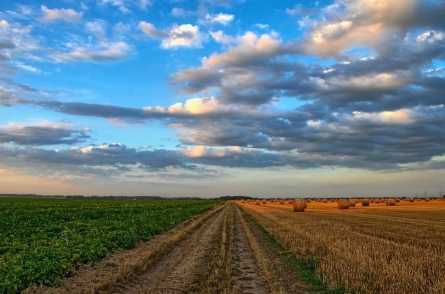 Campo