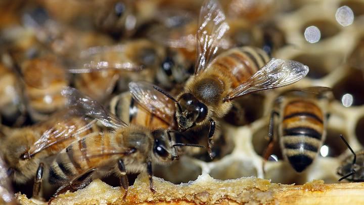 Abejas