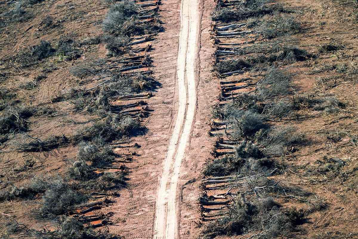 ley-de-bosque-01-1