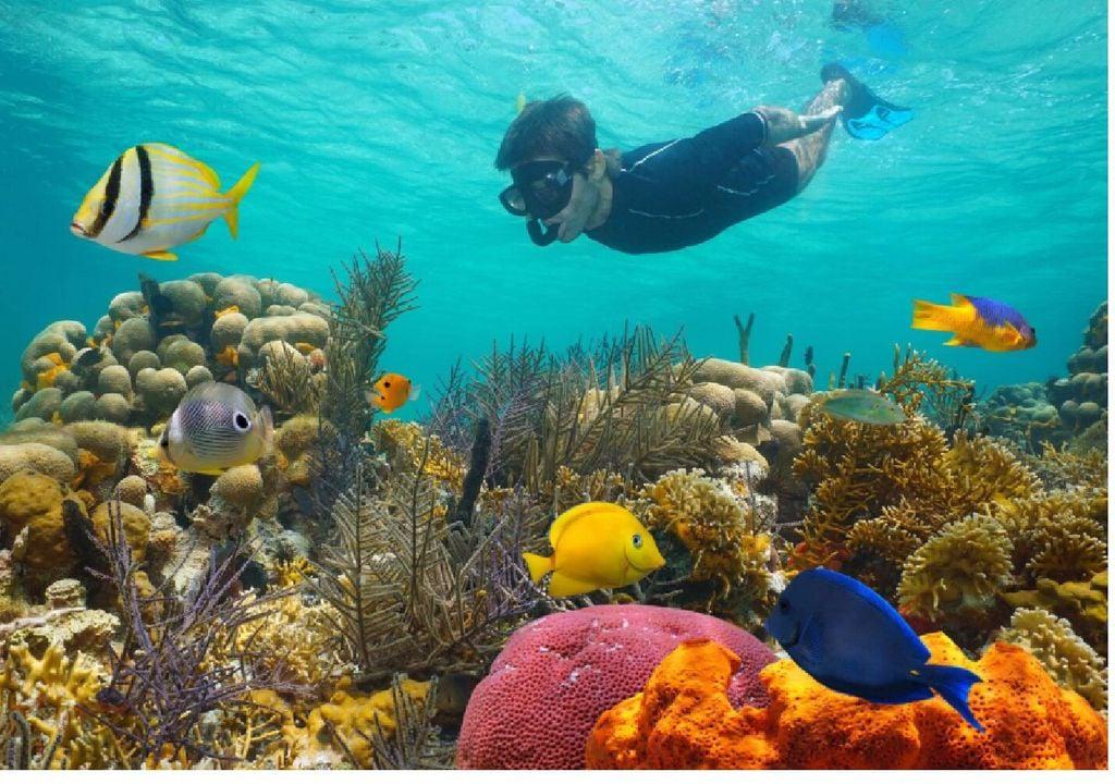 dia-mundial-arrecifes-de-coral-sobrevivir-humanidad-siglo-xxi-junio-calentamiento-oceanos-global-cambio-climatico-blanqueamiento-lema-1717207703097_1024