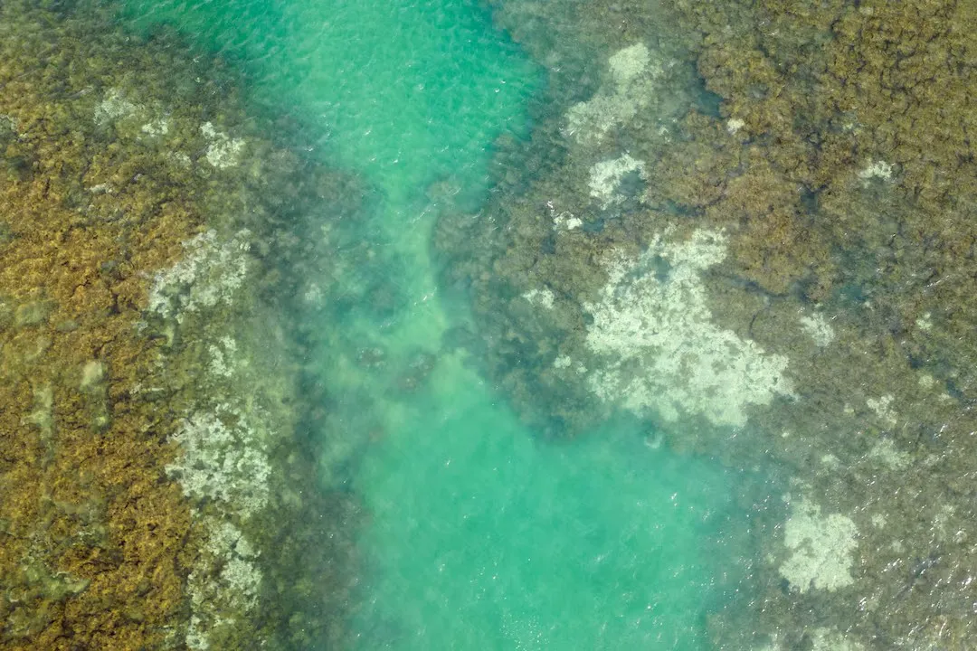 blanqueamiento-corales