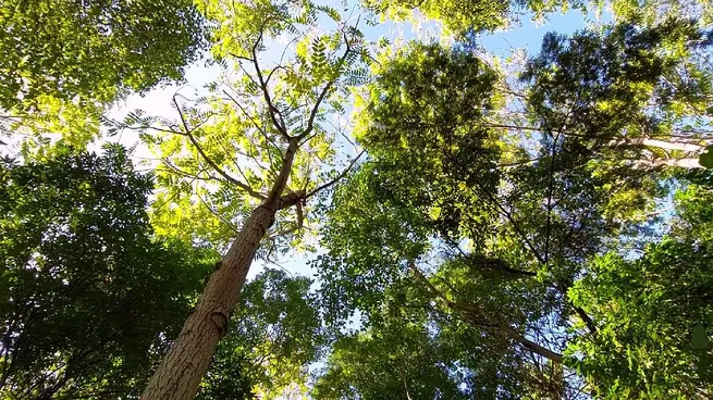 bosques-carbono-neutraljpg