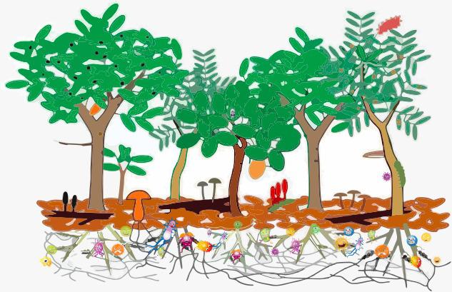 árbol-urbano