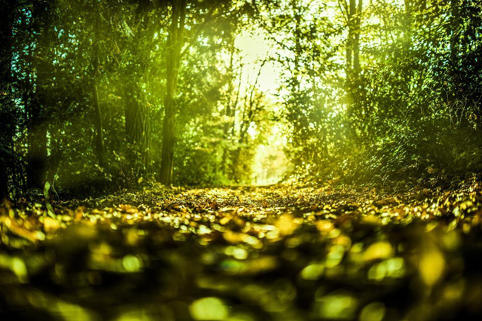 naturaleza-verde