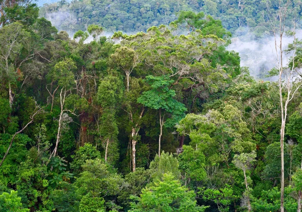 investigacion-como-impacta-el-nino-en-los-bosques-tropicales-carbono-1694431486949_1024