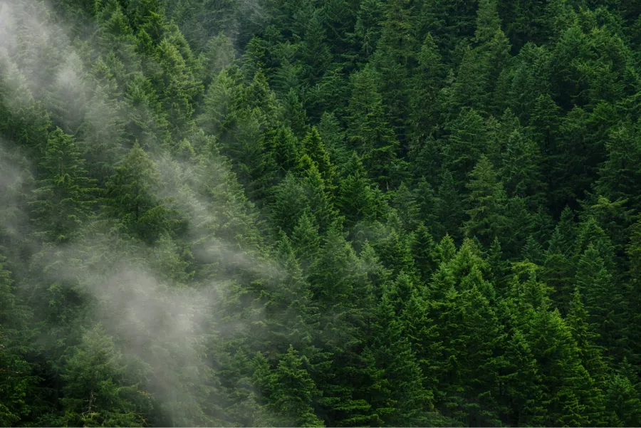 900x601_empresas-se-aliaron-para-contrarrestar-efecto-carbono-medio-ambiente-unsplash-1036120-162321