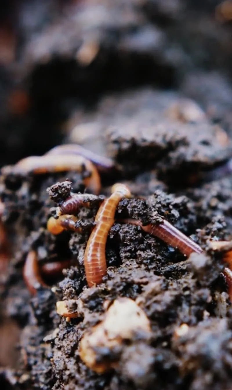 Lombrices-compost