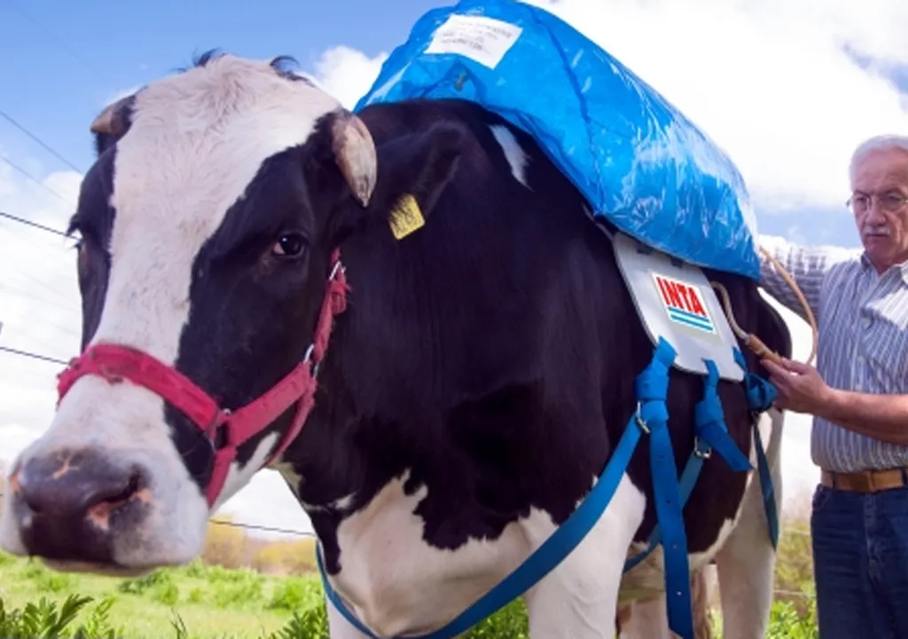 vacas-y-cerveza-dos-aliados-impensados-en-la-lucha-contra-el-calentamiento-global-1712964512181_1024