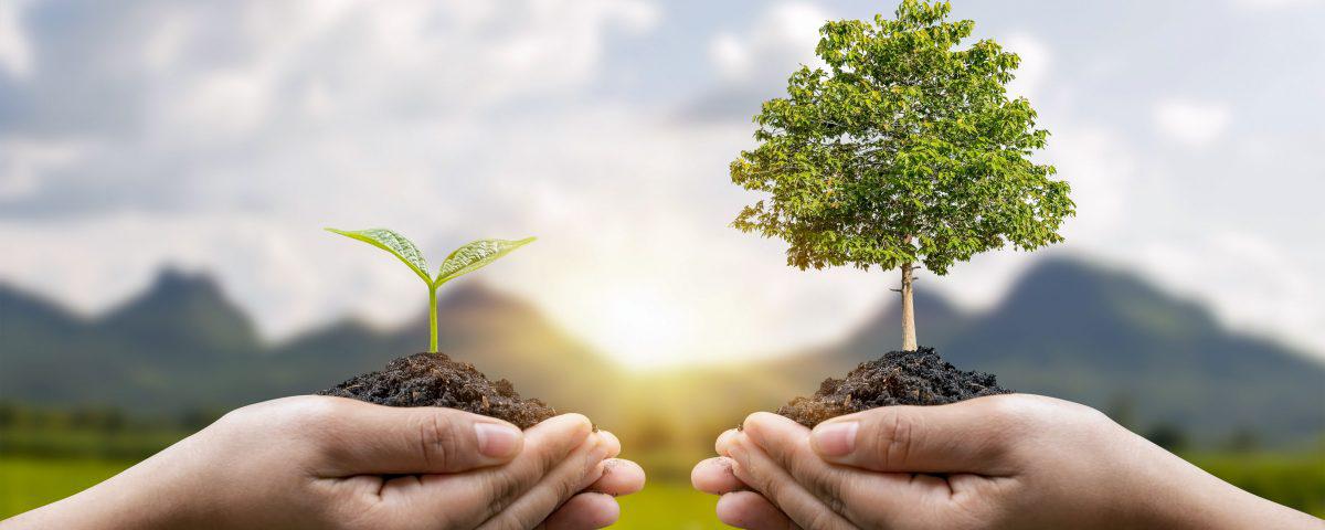 exchange-hand-holding-small-tree-with-hand-big-tree-environmental-protection-concept-copia-OKK-1200x480