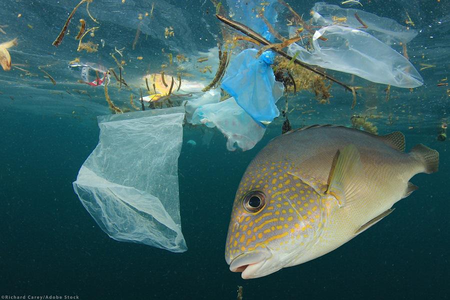 basura-marina-2-26032021
