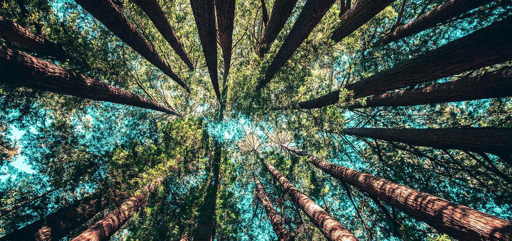 arboles biodiversidad