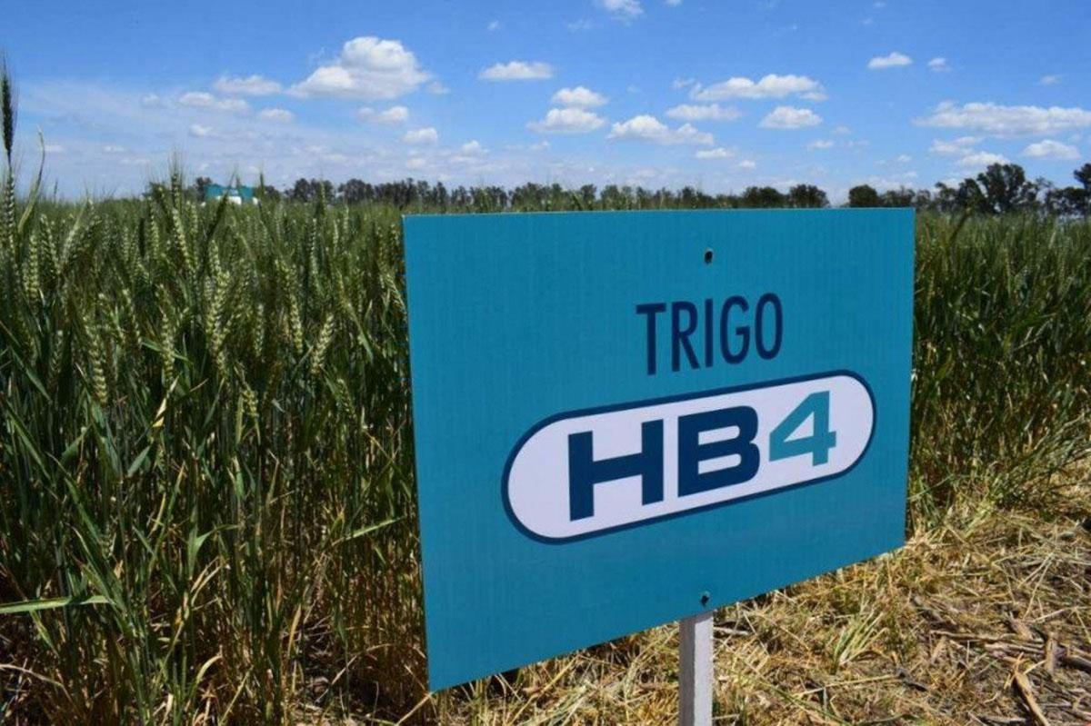 trigo-hb4