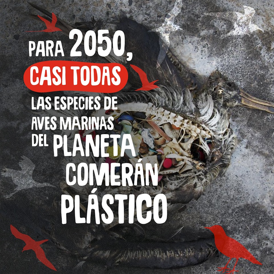 69233543_2327270670821502_1320274596057841664_n