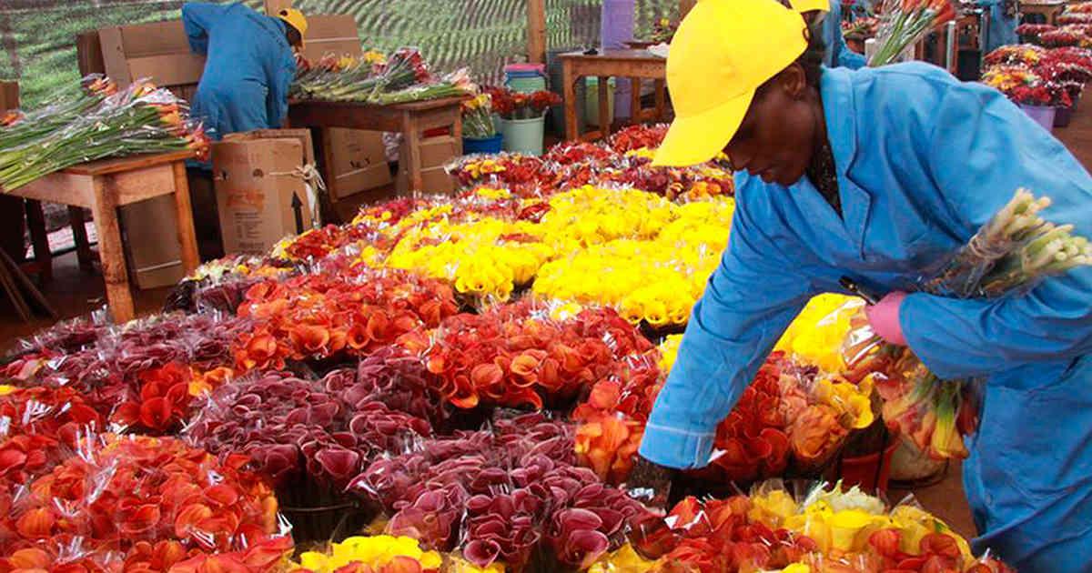 industria-flores-san-valentin