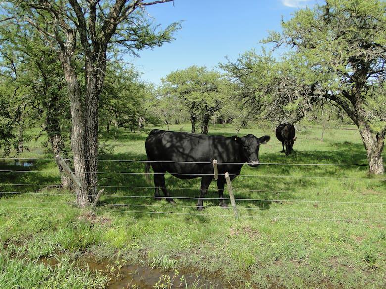 la-hacienda-convive-dentro-de-un-ecosistema-de-un-4P6XZ2DITVDNRHGODMN6DGJ6CE