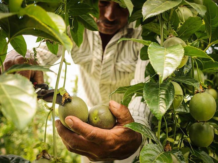planta-frutas-verdes
