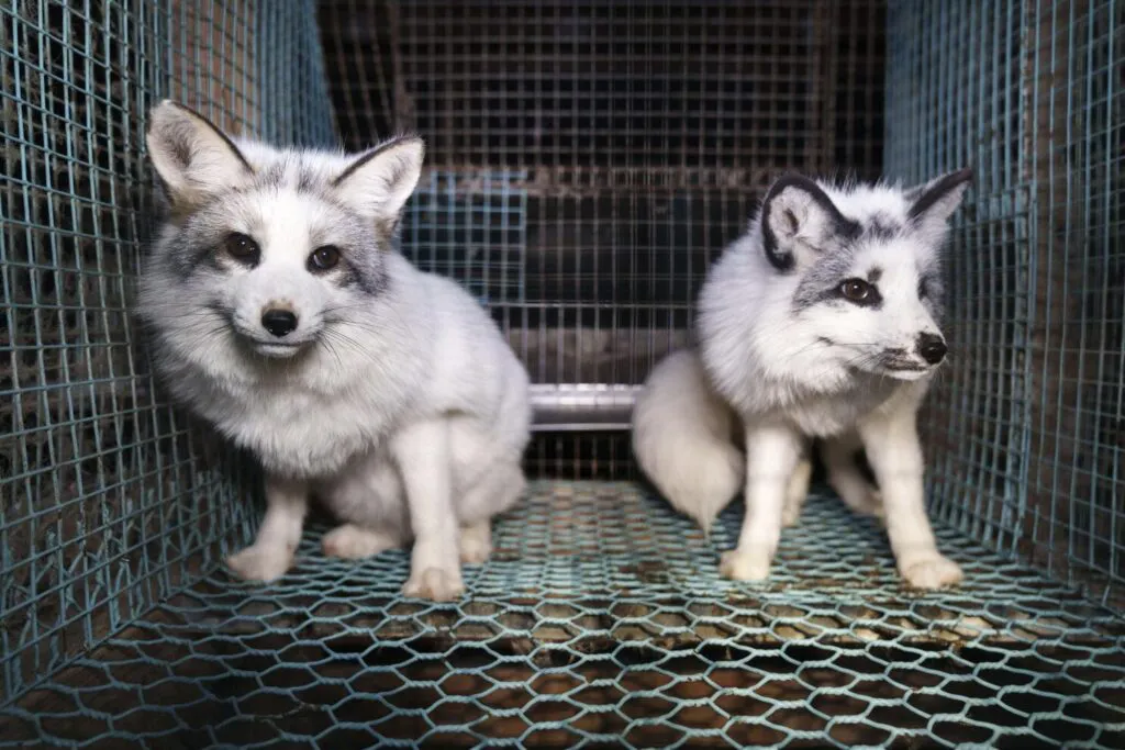 granja-pieles1-1024x683