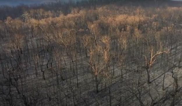 bosque-quemado-australia