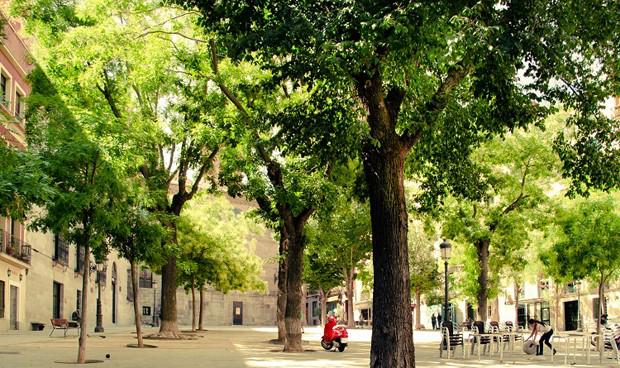 Arboles/Ciudad