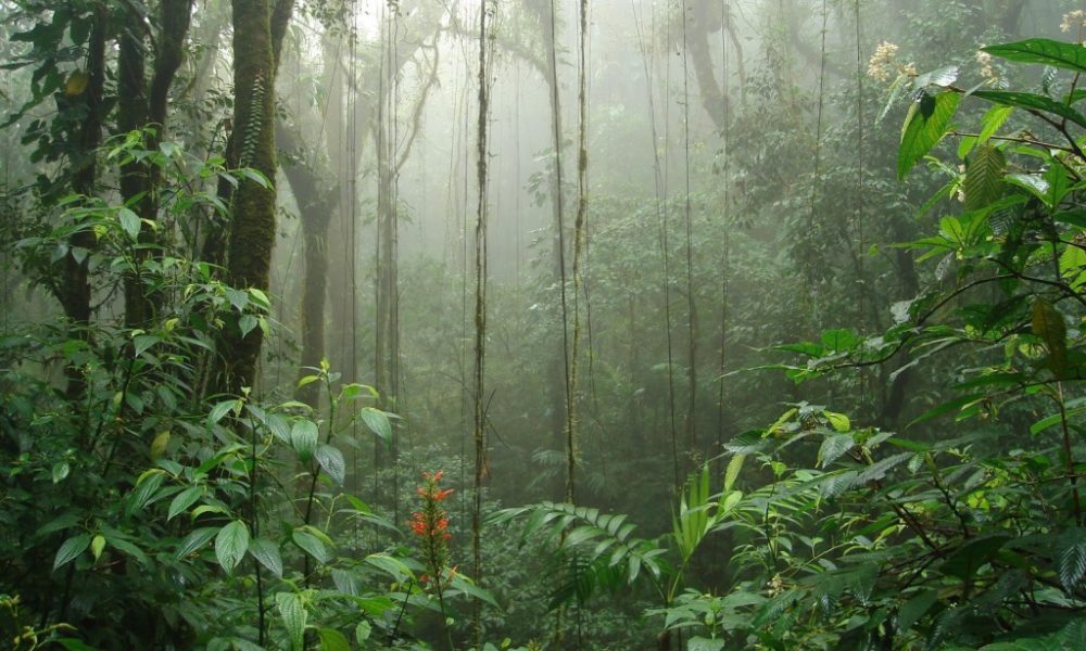 bosque_nuboso-IMG4.bpblogspotcom-1000x600