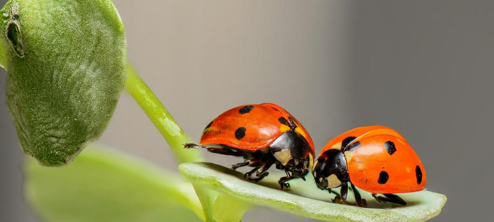 ladybugs-1593406_1920