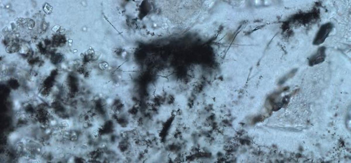 microfosiles