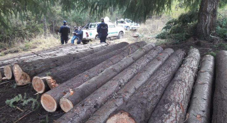 Tala-ilegal-en-puelo-2-735x400