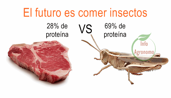 proteinas-insectos-vs-carne-1