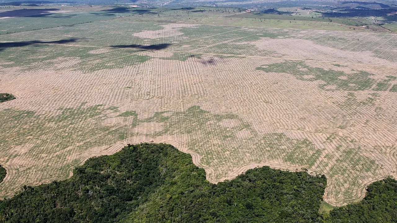 CAMPO/Amazonas
