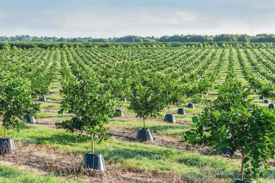 639ccd0b-tree-t-pee1