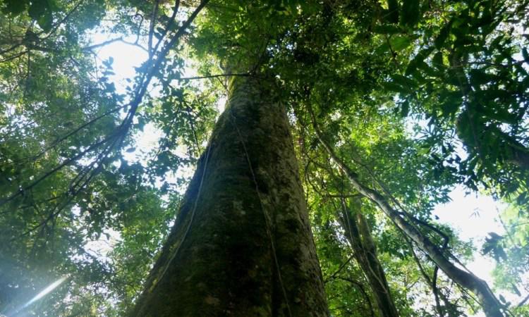 bosquesnaturales1