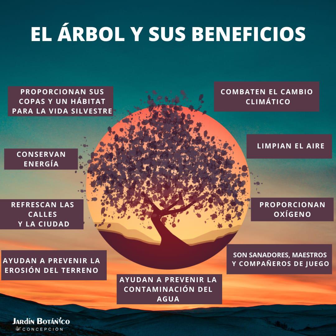 Los arboles y sus beneficios