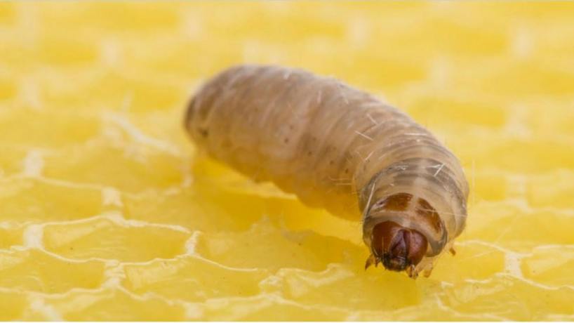 818x460_190903195856_98825