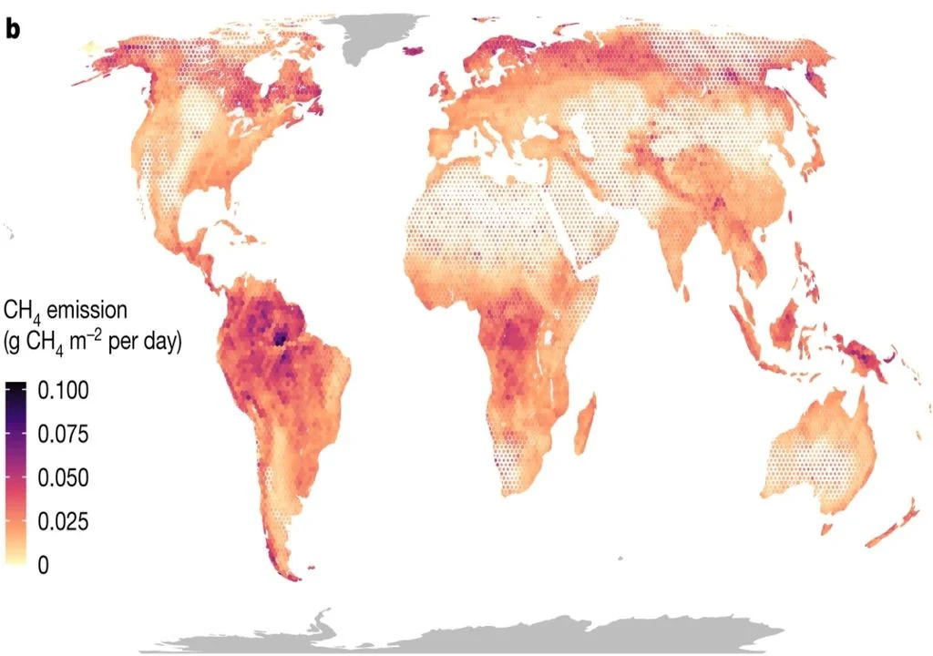 los-bosques-de-altas-latitudes-producen-tanto-metano-como-los-de-zonas-tropicales-1692863328674_1024